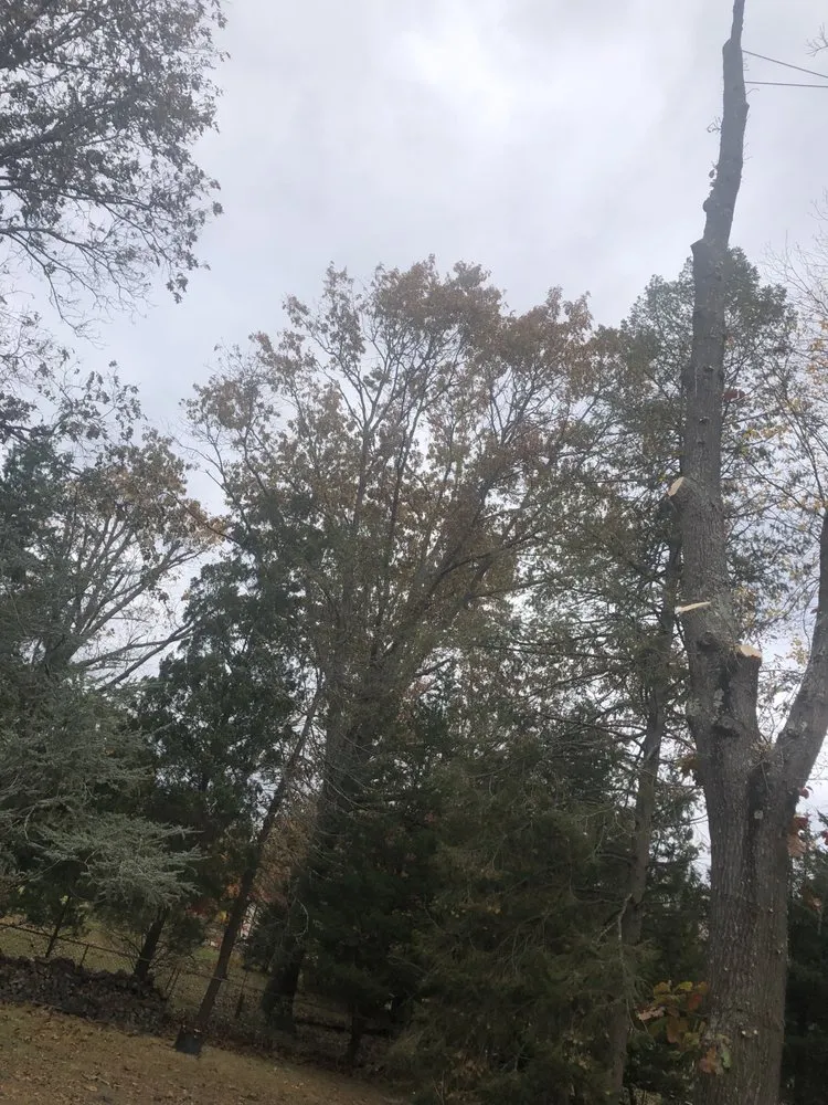 Custom landscaping services experts serving Vineland, NJ - DB Tree Service Landscaping