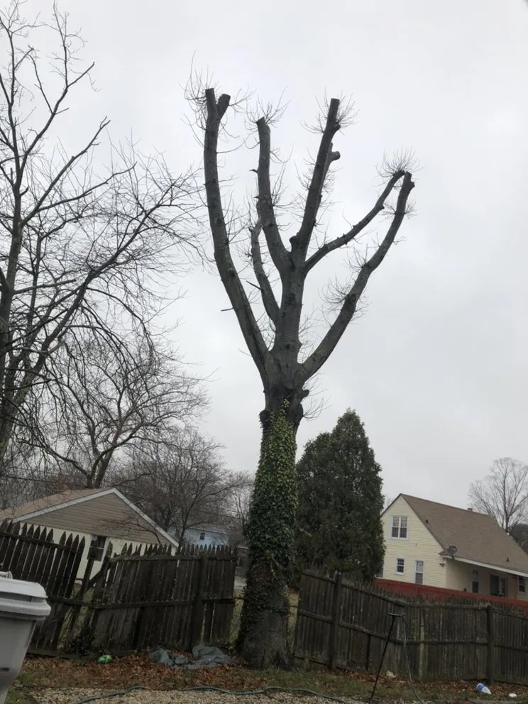 Local landscape design for beautiful yards in Vineland, NJ by DB Tree Service Landscaping