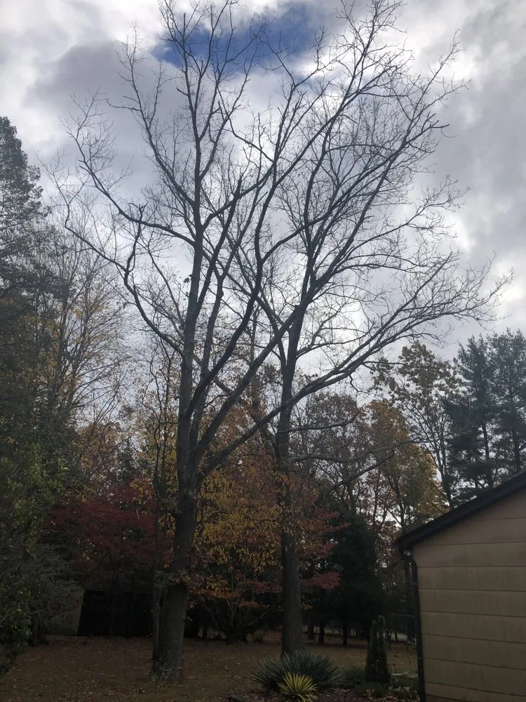 Professional yard maintenance for beautiful yards across Vineland, NJ - DB Tree Service Landscaping