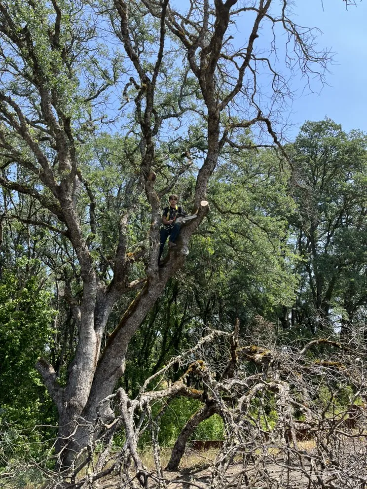 Reliable garden landscaping with custom design across Kelseyville, CA - D&B Tree Services