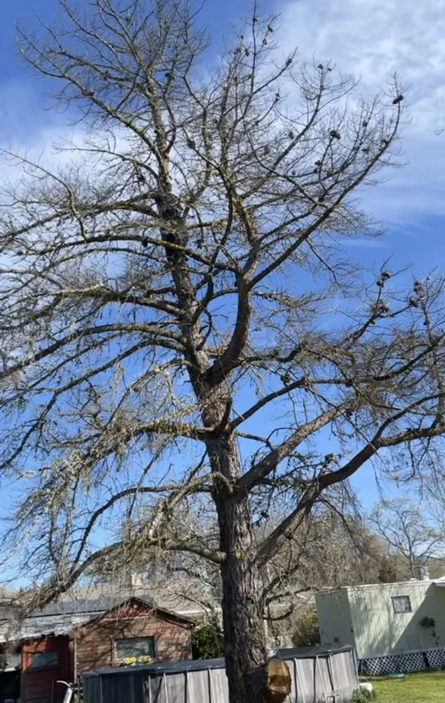 Affordable landscape design experts serving Kelseyville, CA - D&B Tree Services