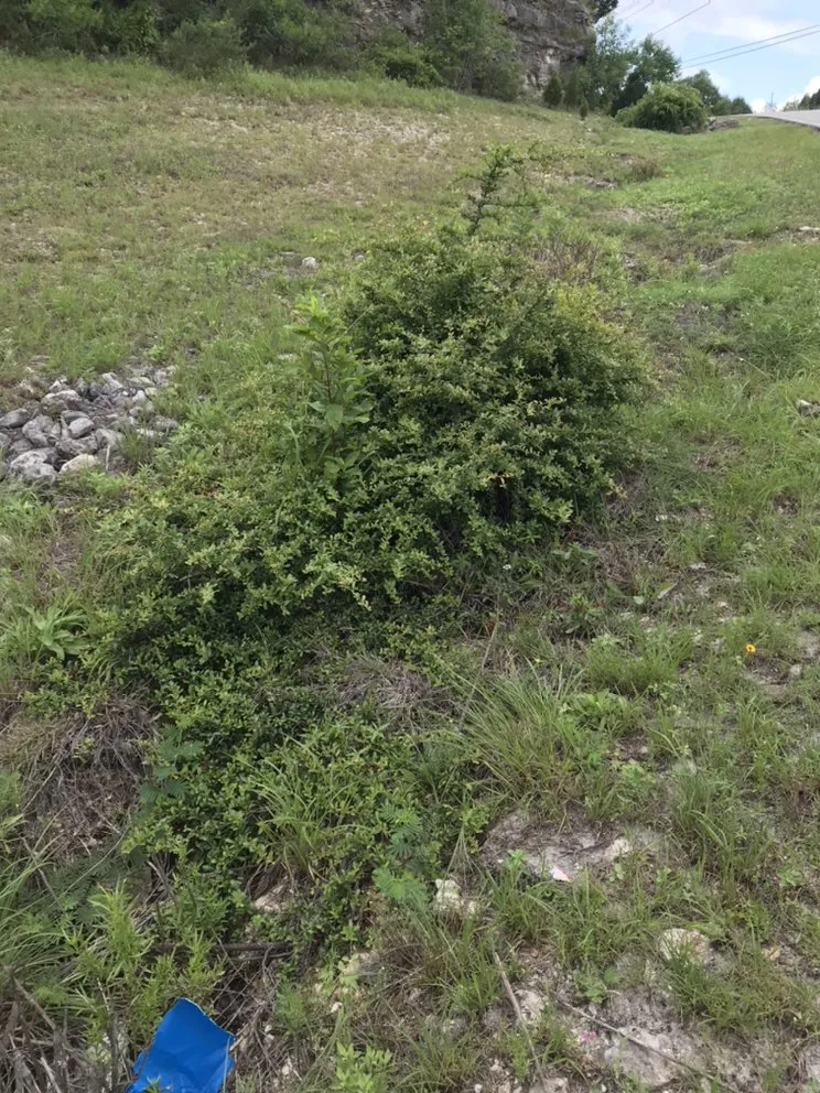 Affordable landscape design for year-round maintenance across Liberty Hill, TX - DBA Lawn Care