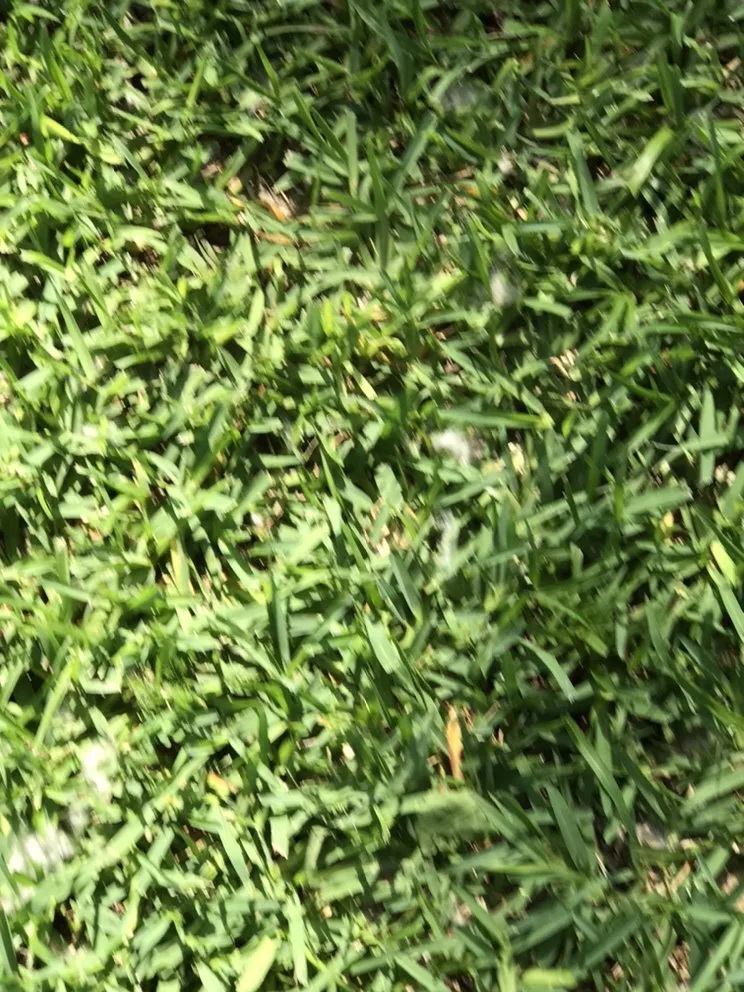 Expert residential landscaping experts serving Liberty Hill, TX - DBA Lawn Care