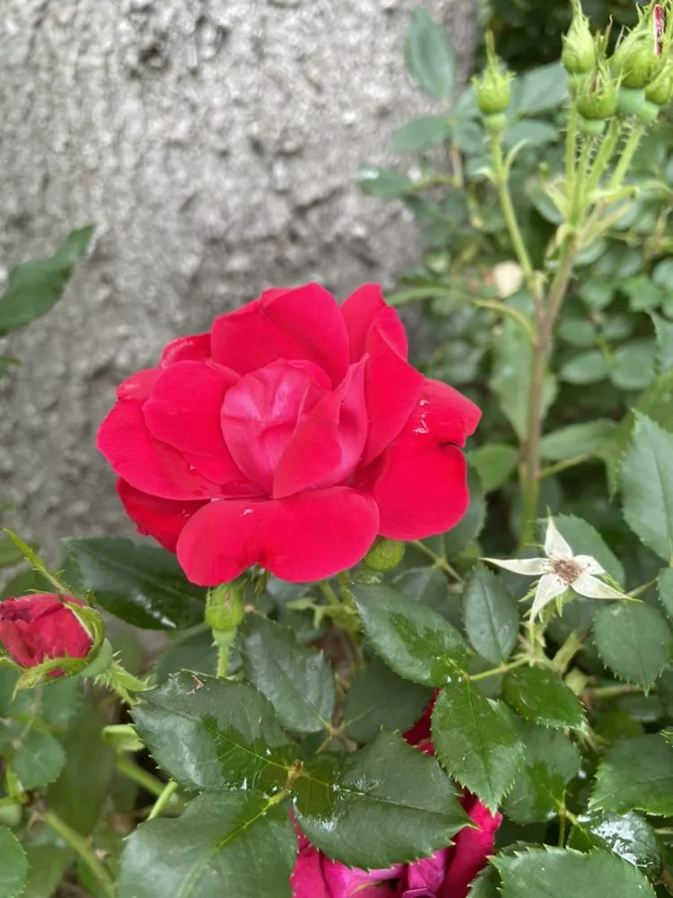 Top-rated yard cleanup service in Liberty Hill, TX - DBA Lawn Care