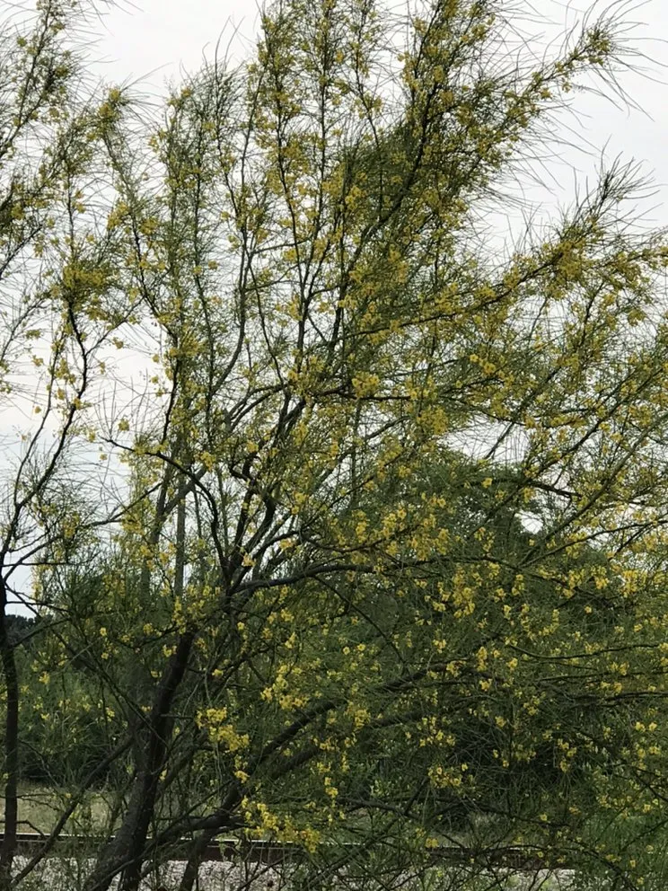 Expert yard cleanup service for beautiful yards across Liberty Hill, TX - DBA Lawn Care