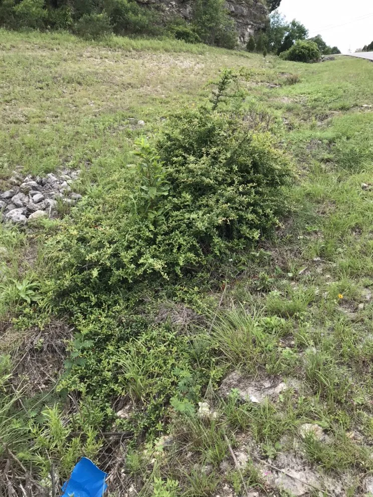 Custom lawn mowing service for homes across Liberty Hill, TX - DBA Lawn Care