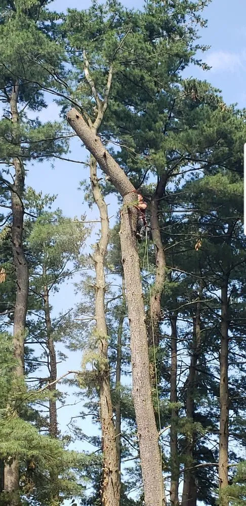 Affordable yard cleanup service in Berlin, NJ - DBN Lawn Care