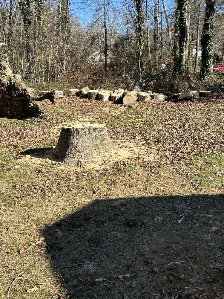 Expert yard cleanup service experts serving Arden, NC - Db’s Landworks