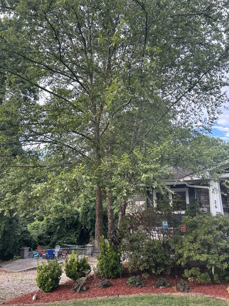 Expert landscaping services for year-round maintenance across Arden, NC - Db’s Landworks