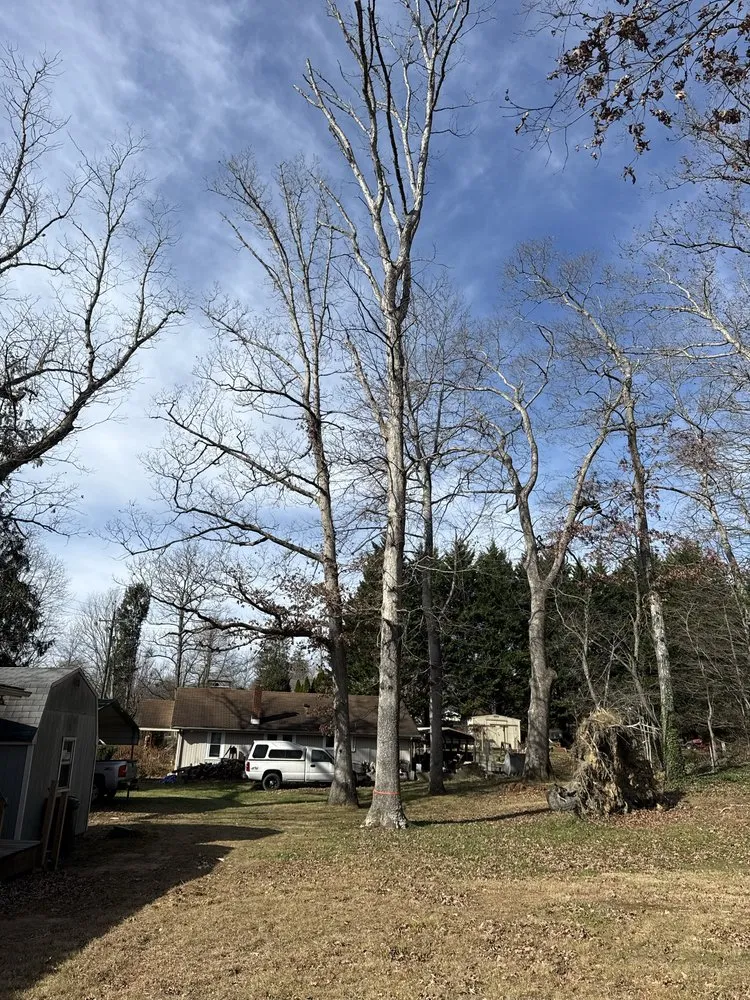 Local residential landscaping experts serving Arden, NC - Db’s Landworks
