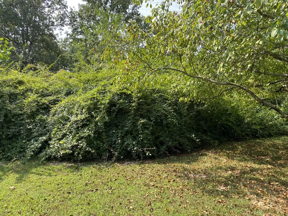 Expert yard maintenance for year-round maintenance across Blackwell, MO - DC and Sons