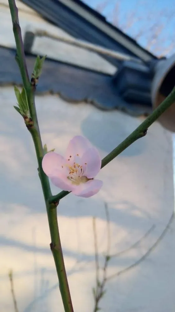 Professional landscape design in Fresno, CA - DC Demolition Junk Removal Landscaping An More