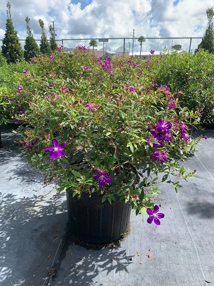 Reliable lawn mowing service in Lake Placid, FL - DC Irrigation