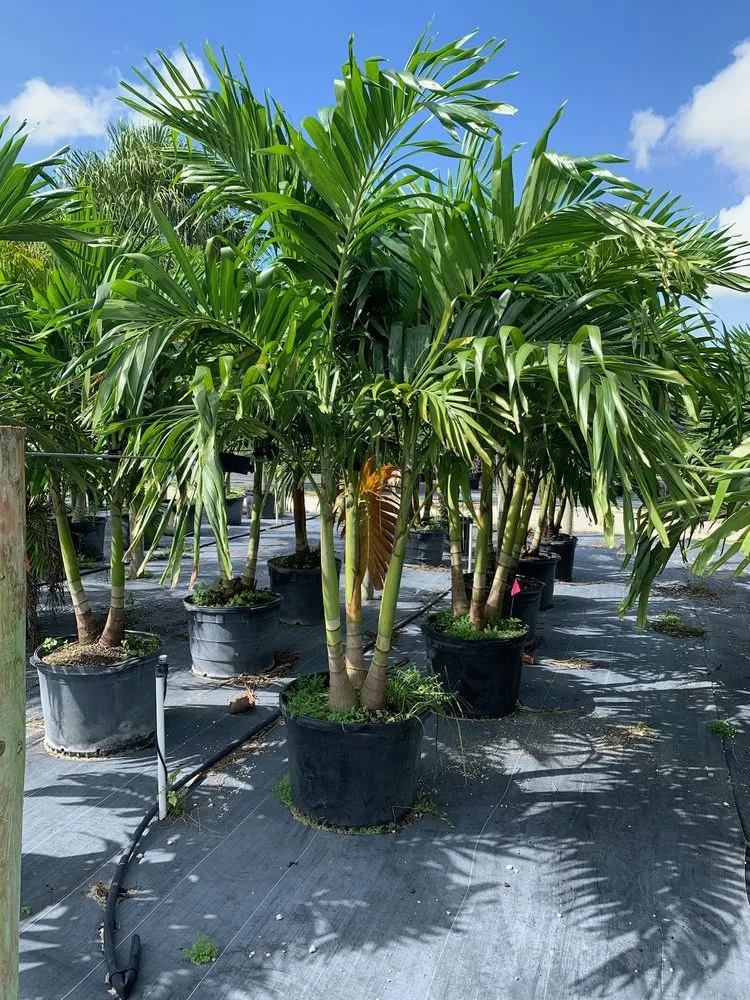 Affordable yard cleanup service for year-round maintenance across Lake Placid, FL - DC Irrigation