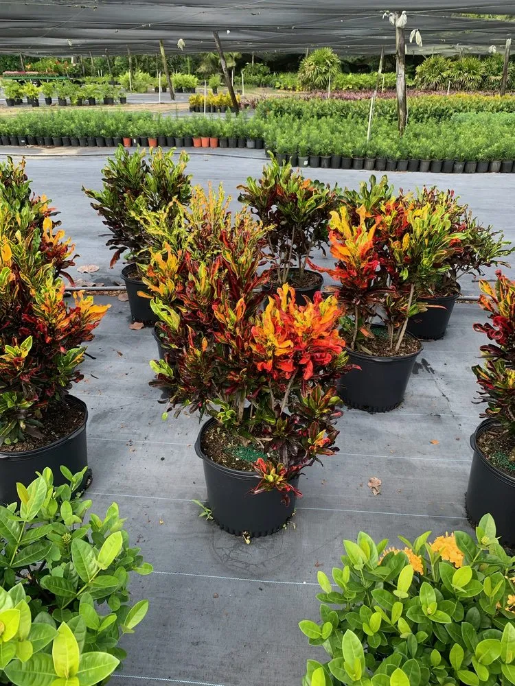 Reliable outdoor landscaping for year-round maintenance across Lake Placid, FL - DC Irrigation