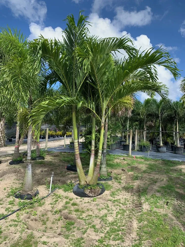 Custom garden landscaping experts serving Lake Placid, FL - DC Irrigation