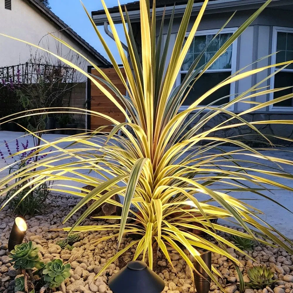 Custom landscape installation in Anaheim, CA - DC Landscape Design