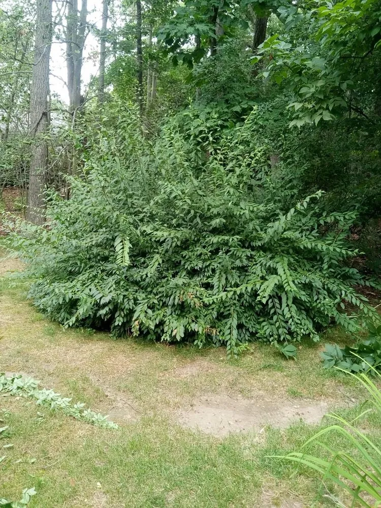 Trusted lawn mowing service in Burlington, MA - DC landscaping