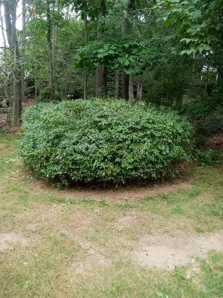 Custom residential landscaping for beautiful yards across Burlington, MA - DC landscaping