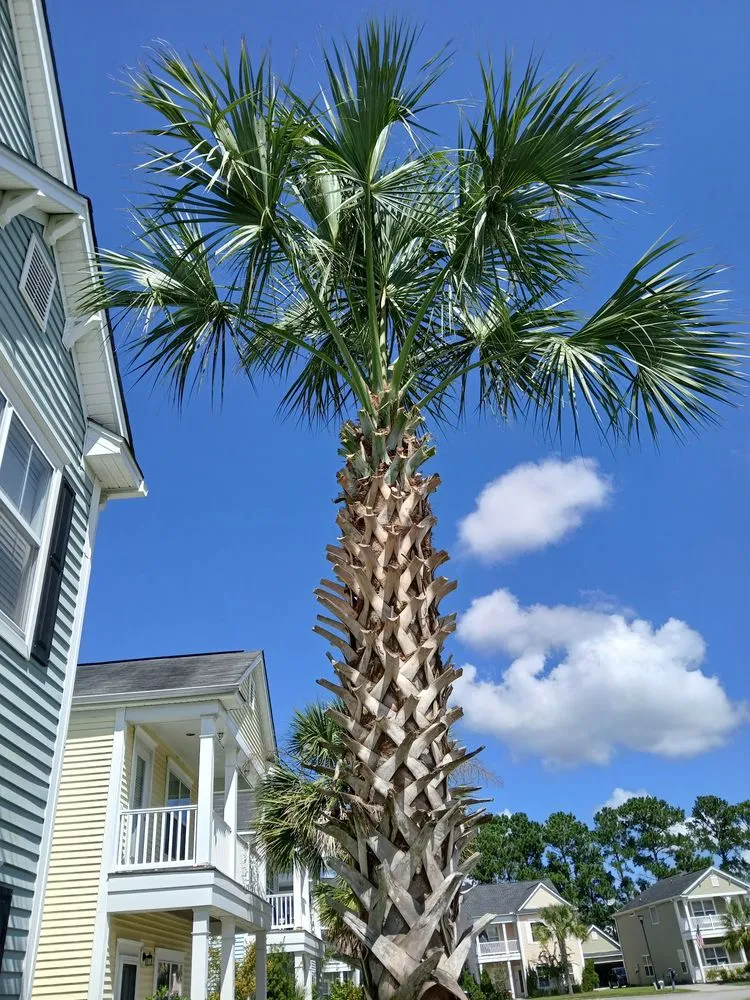 Top-rated lawn mowing service experts serving Charleston, SC - DC Landscaping