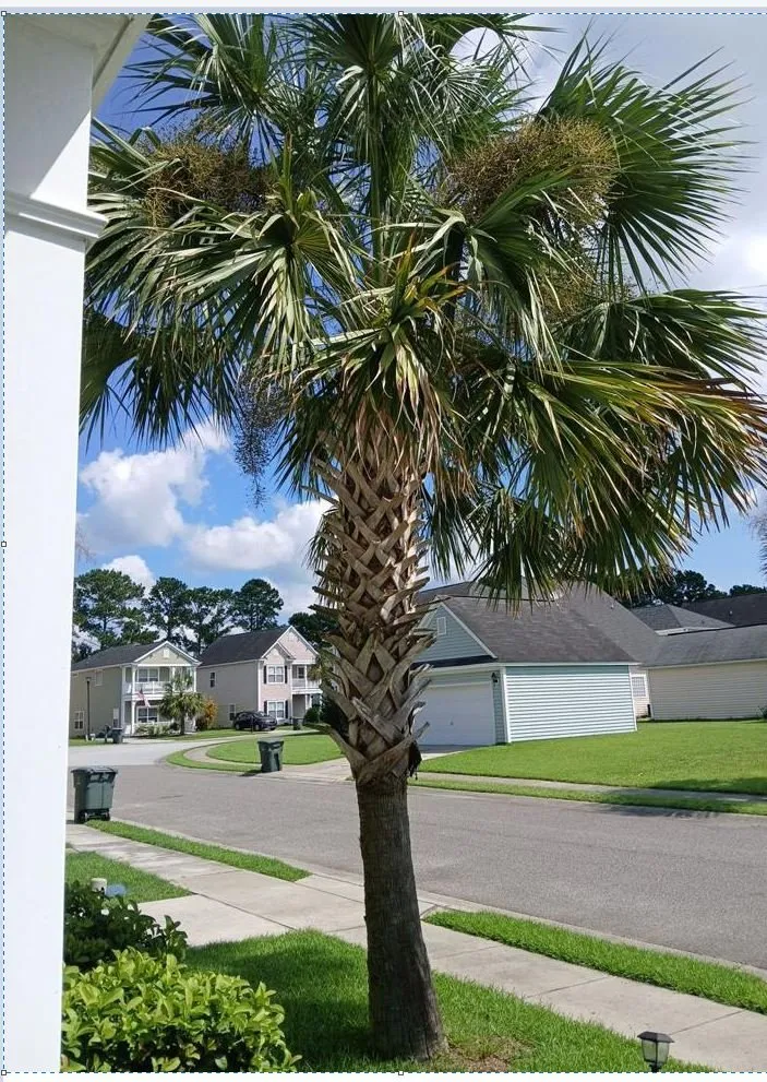 Reliable residential landscaping for year-round maintenance across Charleston, SC - DC Landscaping