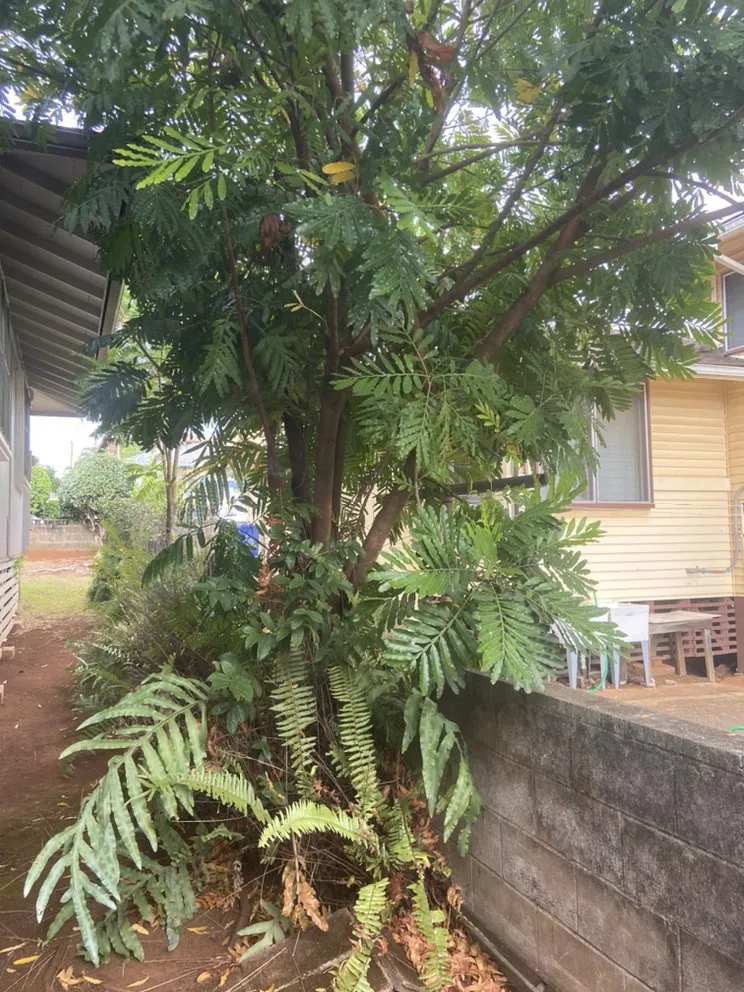 Custom garden landscaping in Mililani, HI - DC Landscaping