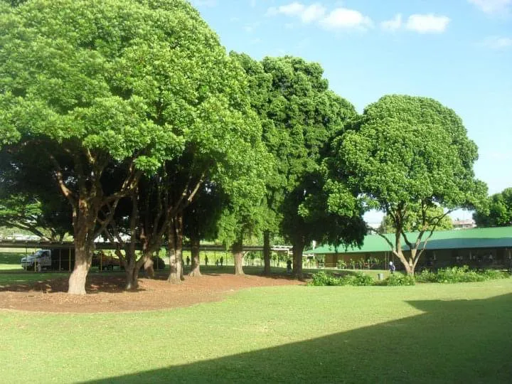 Professional residential landscaping for residential properties in Mililani, HI by DC Landscaping