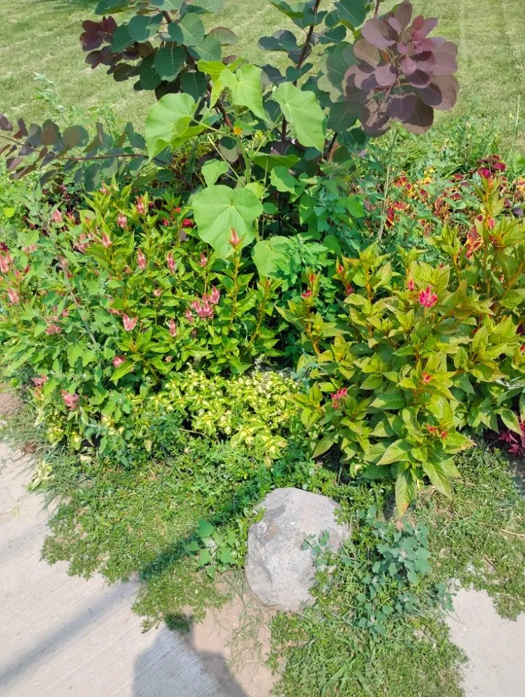 Top-rated yard cleanup service experts serving Oshkosh, WI - DC Landscaping