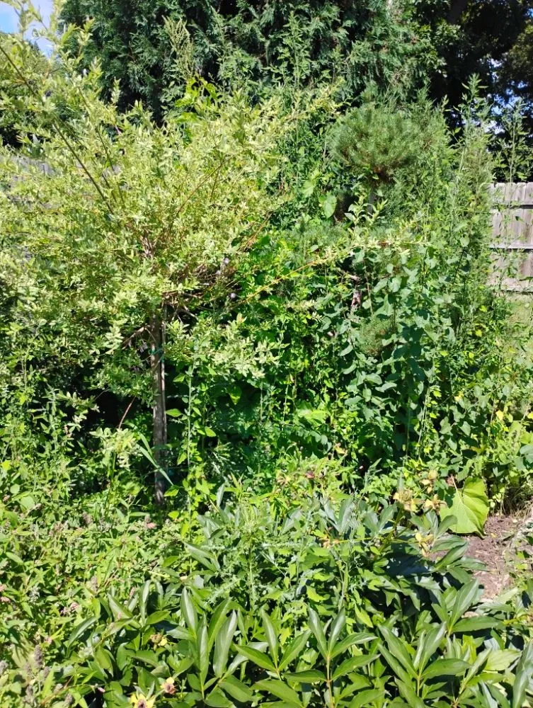 Top-rated landscape design for beautiful yards in Oshkosh, WI by DC Landscaping