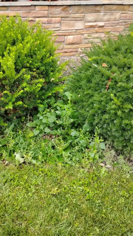 Reliable garden landscaping for residential properties across Oshkosh, WI - DC Landscaping