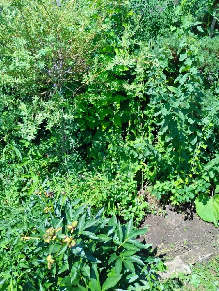 Local garden landscaping experts serving Oshkosh, WI - DC Landscaping