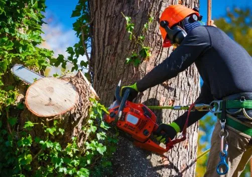 Expert landscaping services experts serving Central, SC - D&C Lawn Lift