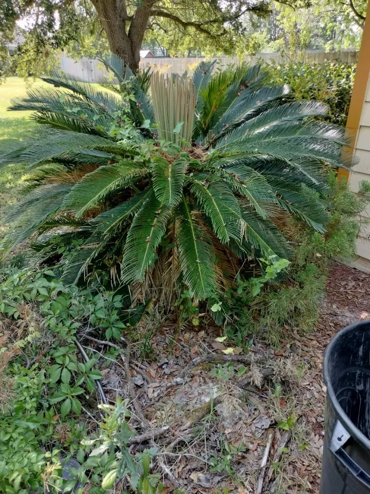 Professional yard maintenance in Gainesville, FL by DC Lawn Service, Landscaping, Pressure Washing