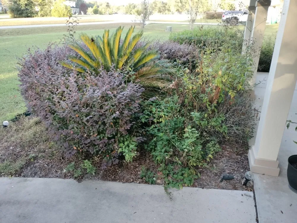 Affordable yard cleanup service in Gainesville, FL by DC Lawn Service, Landscaping, Pressure Washing