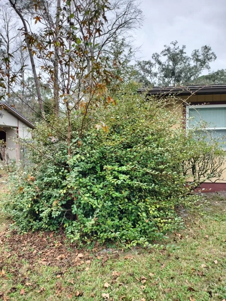 Expert landscaping services near you across Gainesville, FL - DC Lawn Service, Landscaping, Pressure Washing