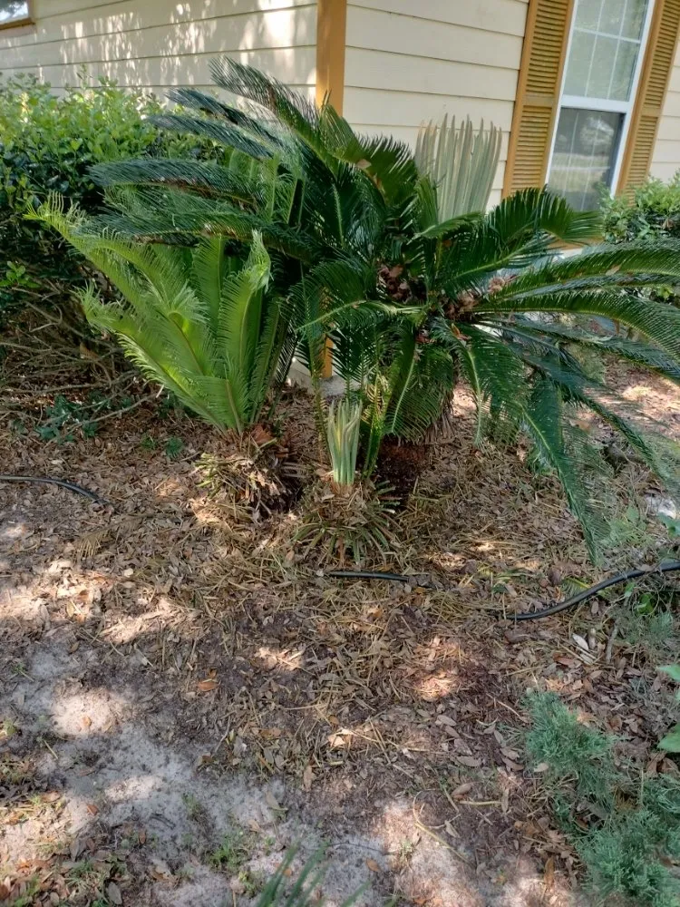 Top-rated landscaping services experts serving Gainesville, FL - DC Lawn Service, Landscaping, Pressure Washing