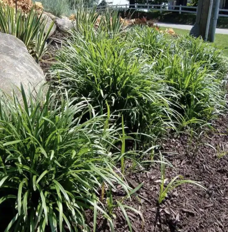 Local landscape design for homes across Panama City, FL - DCA Lawn & Cleaning Services