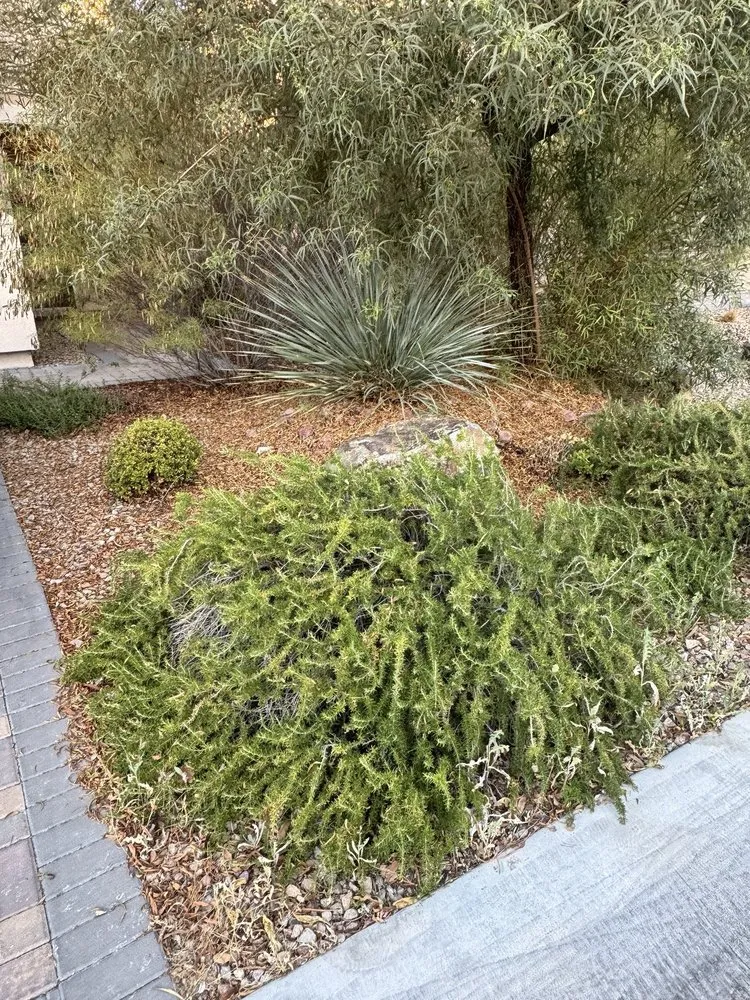 Top-rated yard maintenance experts serving Manor, TX - Dcancio Landscape