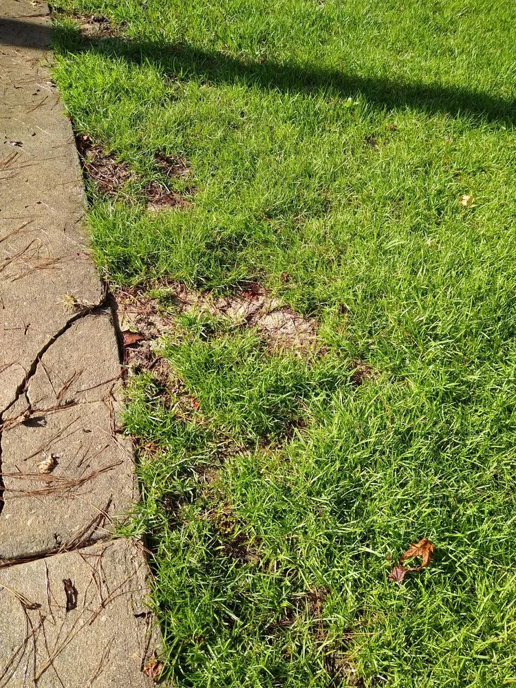 Top-rated lawn mowing service in Tallahassee, FL by DCG Lawn Care Services