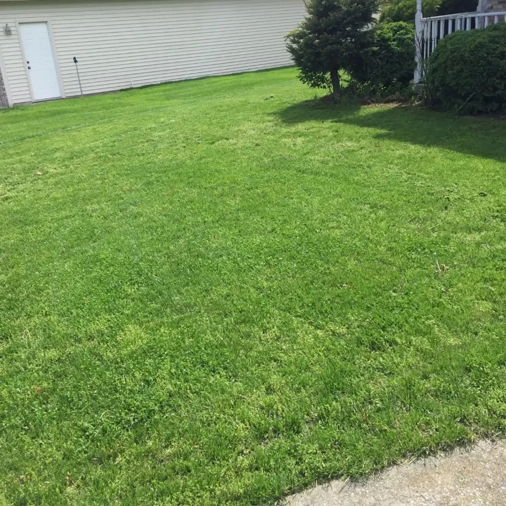 Local yard cleanup service in Wilmington, DE - DCHM
