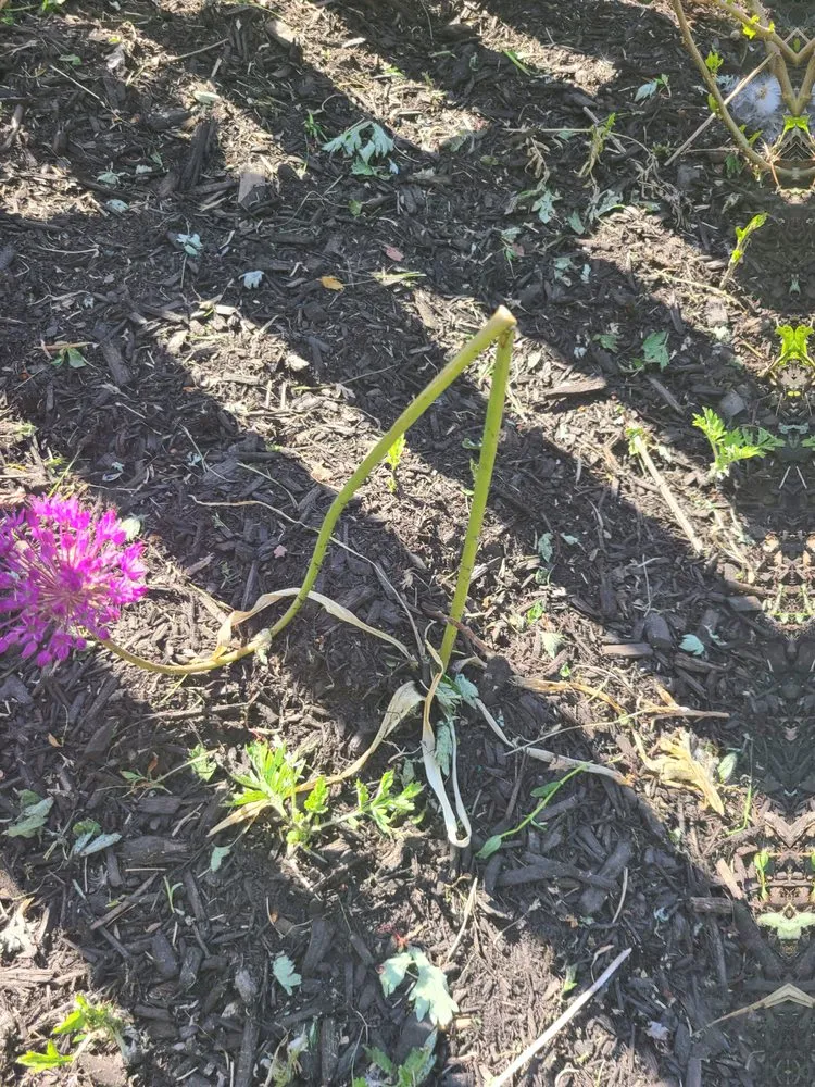 Local garden landscaping for outdoor upgrades across Warwick, RI - DCJ Landscape Services