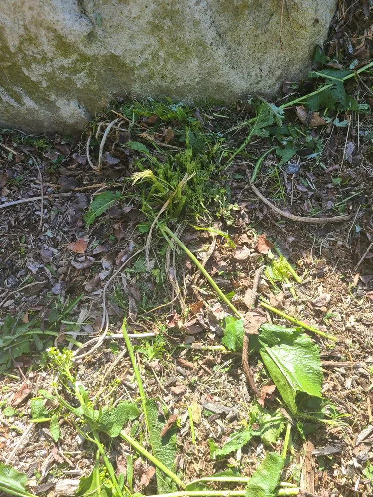 Expert lawn care service experts serving Warwick, RI - DCJ Landscape Services