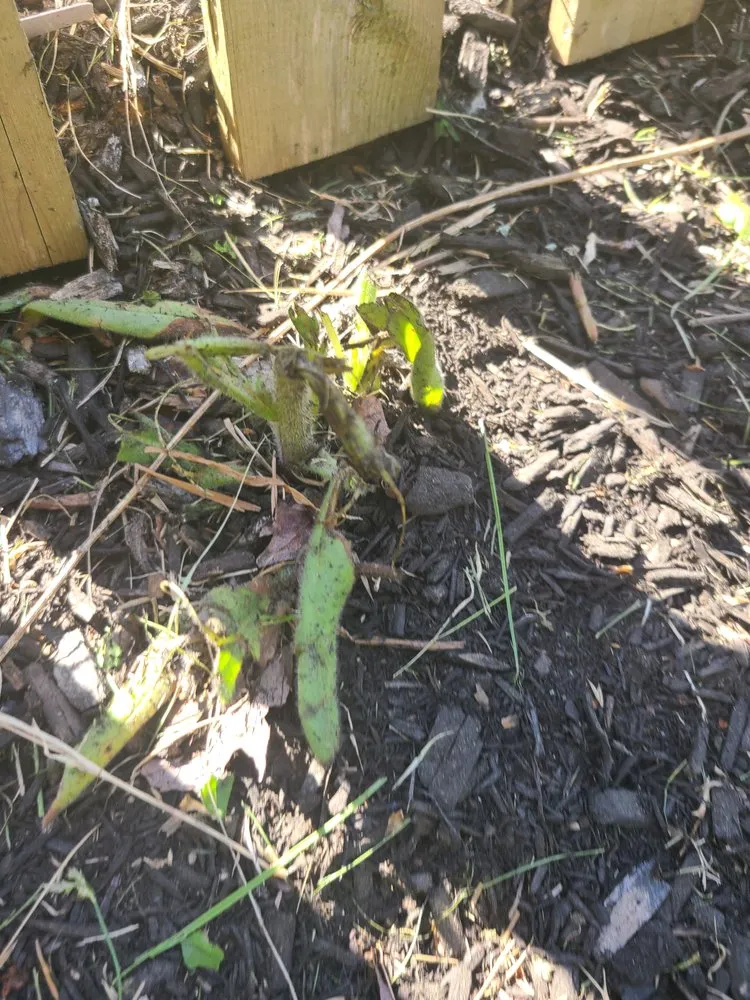 Reliable yard maintenance experts serving Warwick, RI - DCJ Landscape Services