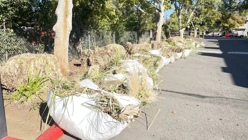 Professional yard cleanup service in Auburn, CA by Dcs Landscaping