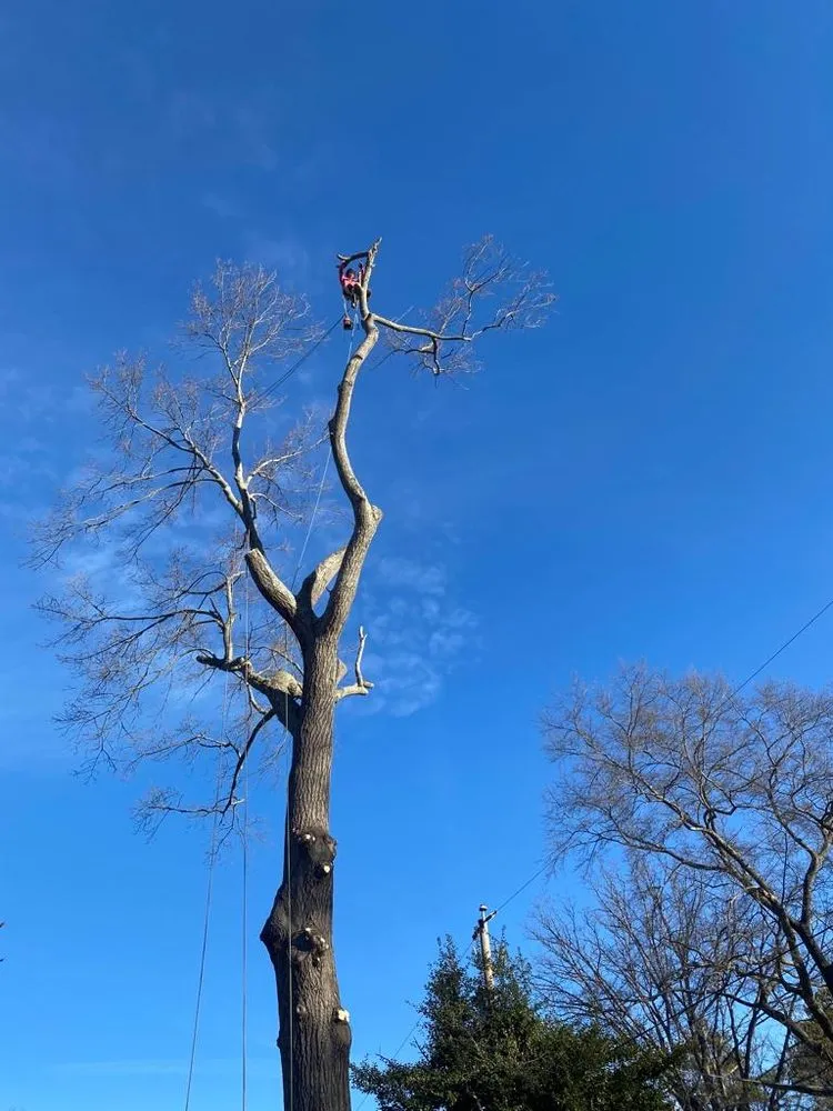 Local residential landscaping for homes across Richmond, VA - DCS Landscaping