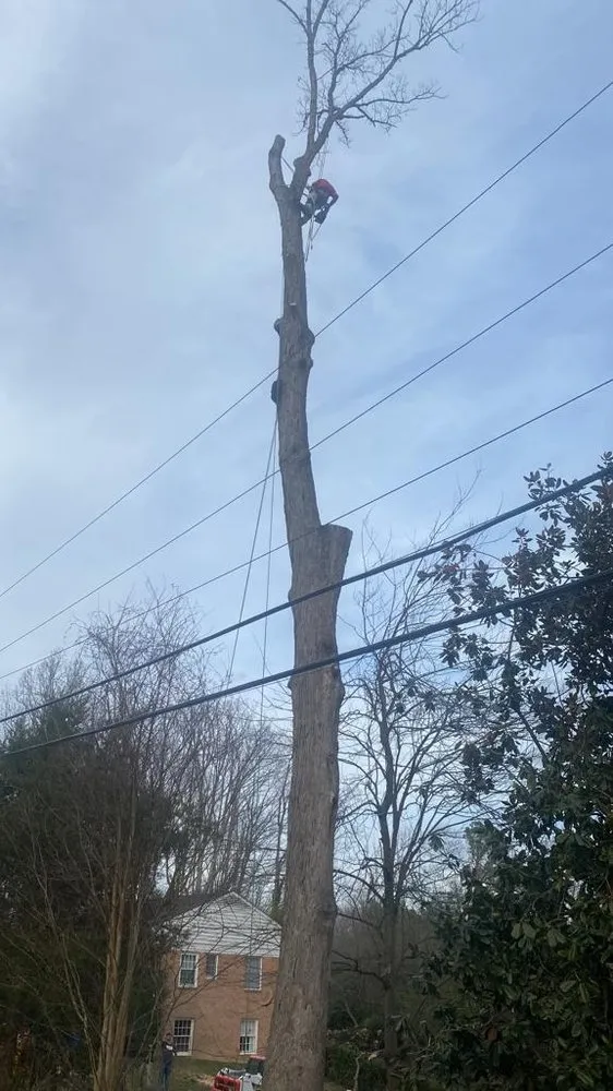 Professional outdoor landscaping in Richmond, VA by DCS Landscaping