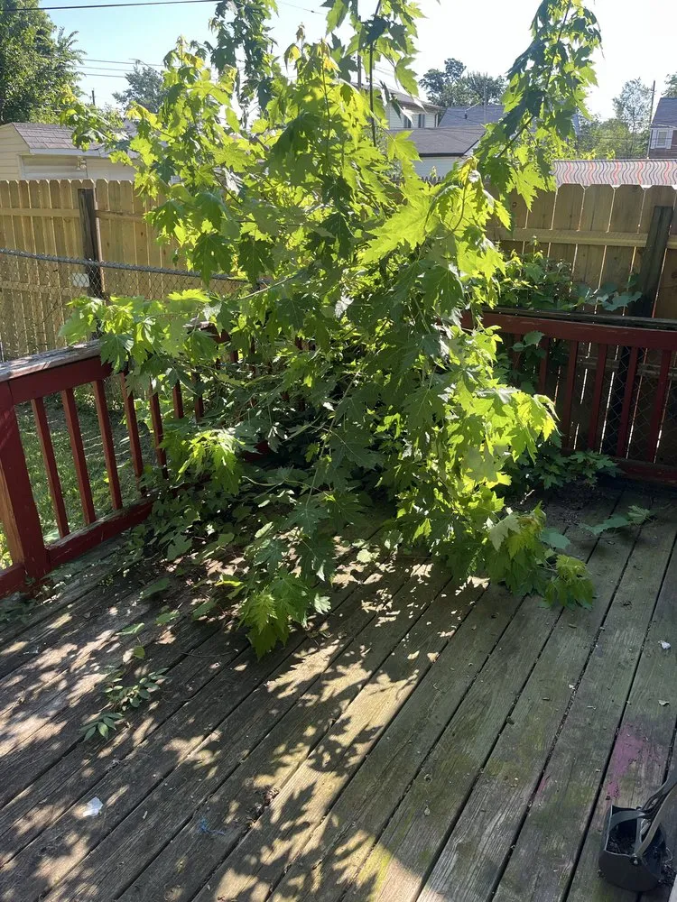 Trusted lawn care service near you in Cleveland, OH by DCT Lawn Care