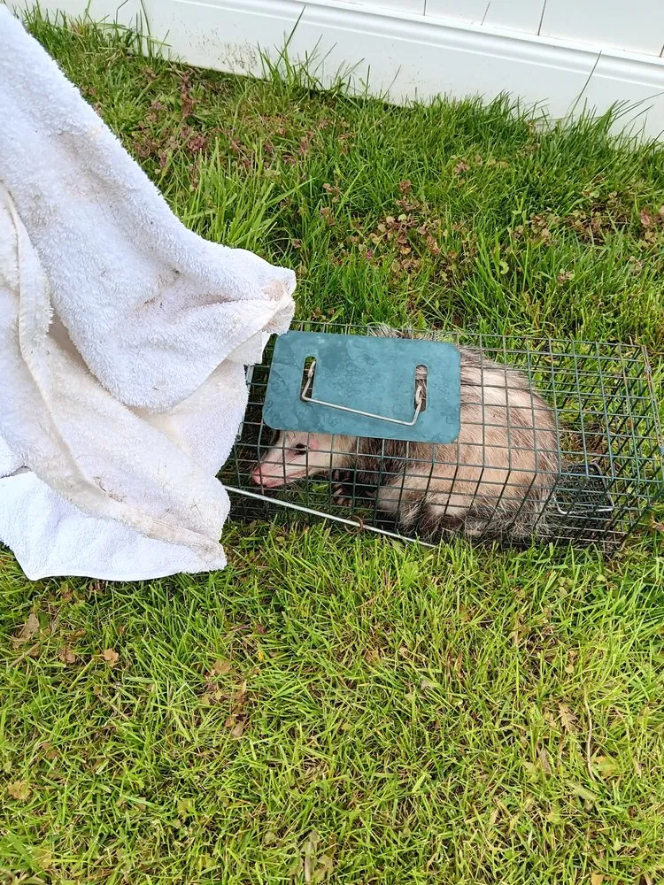 Affordable yard maintenance in Westland, MI - D&D Bros