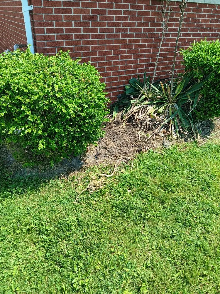 Affordable yard cleanup service in Westland, MI by D&D Bros