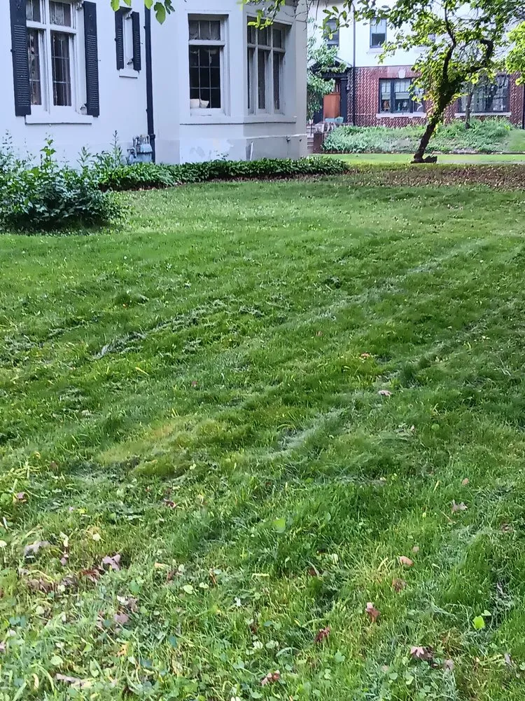 Trusted yard cleanup service experts serving Westland, MI - D&D Bros